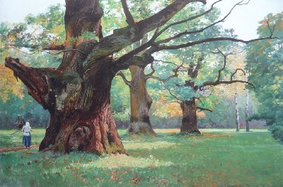 Old oak trees in the Rogalin park 