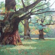 Old oak trees in the Rogalin park 